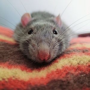 Meet your Posher, Madison